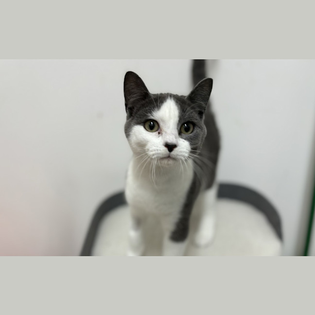 Photo of Cheezel