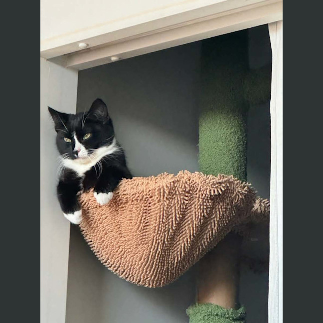 Photo of Morgan *9 Lives Project Rescue*