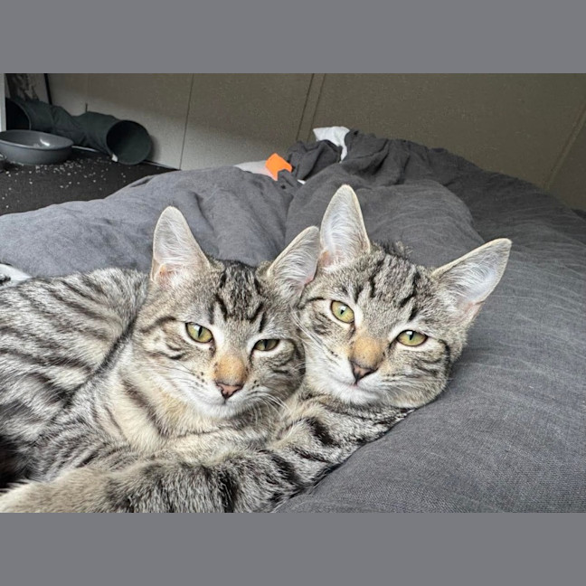 Photo of Bronwyn Meet Me@Petstock Keysborough 