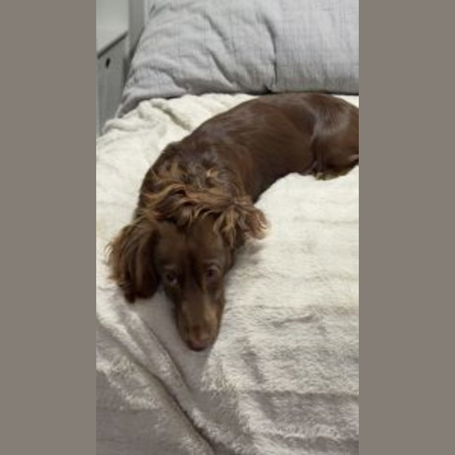 Photo of Milo