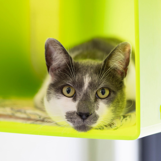 Photo of O'grady (Ziggy)