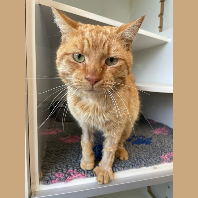 Photo of Ginge