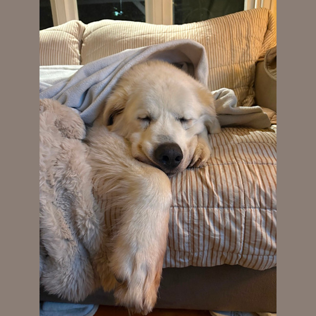 Photo of Mello