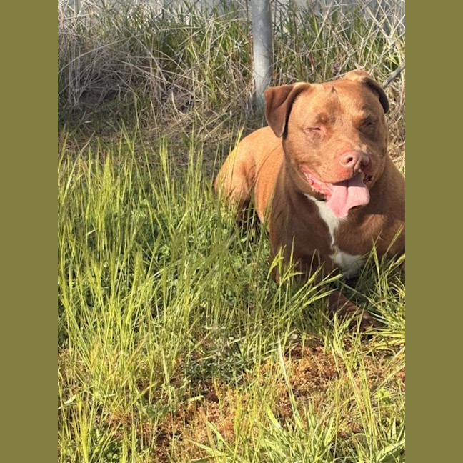 Photo of Digger 