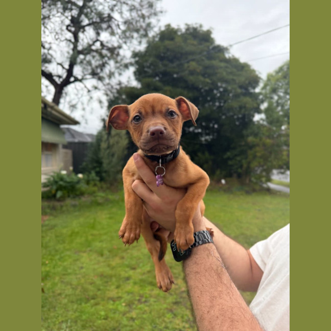 Photo of Scout