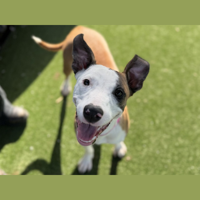 Photo of Love Imp 82