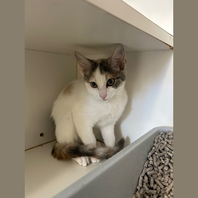 Photo of Mudcake And Maple 