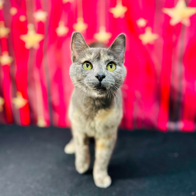 Photo of Lottie (Located In Preston) 