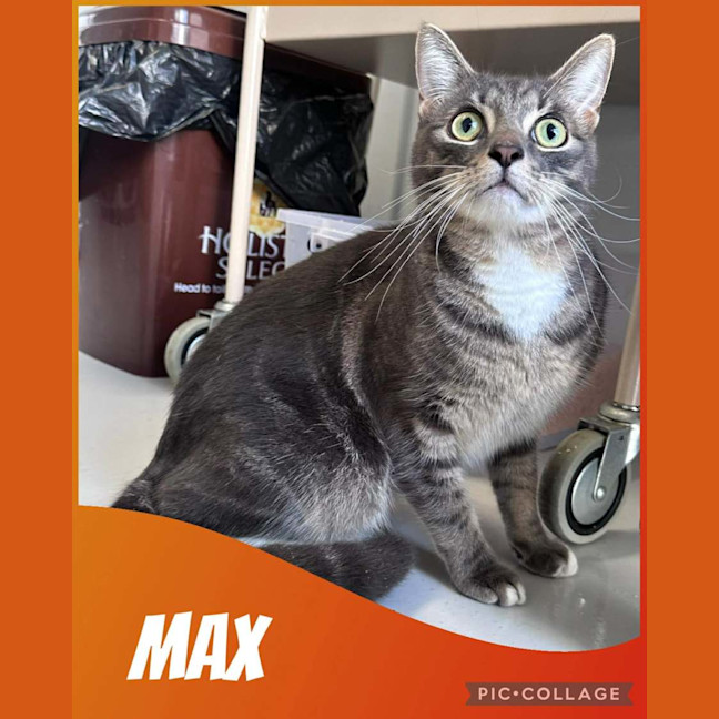 Photo of Max