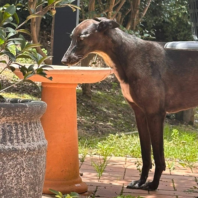 Photo of Arna The Greyhound