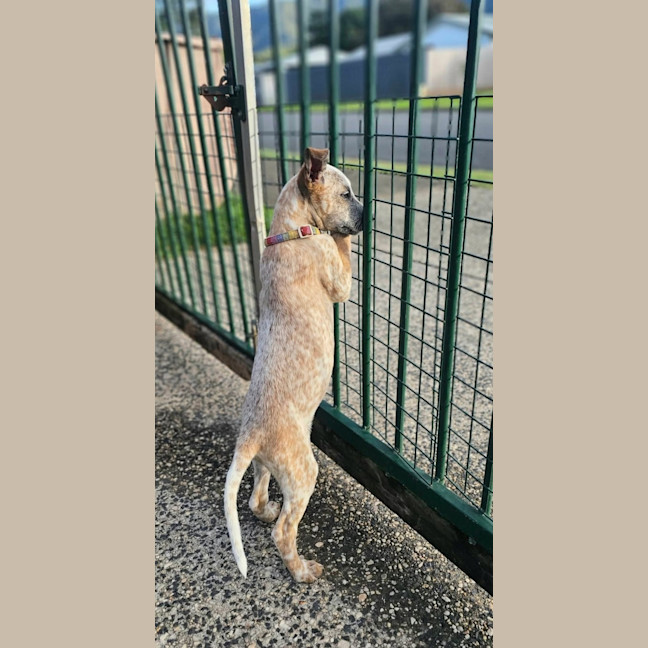Photo of Ochre