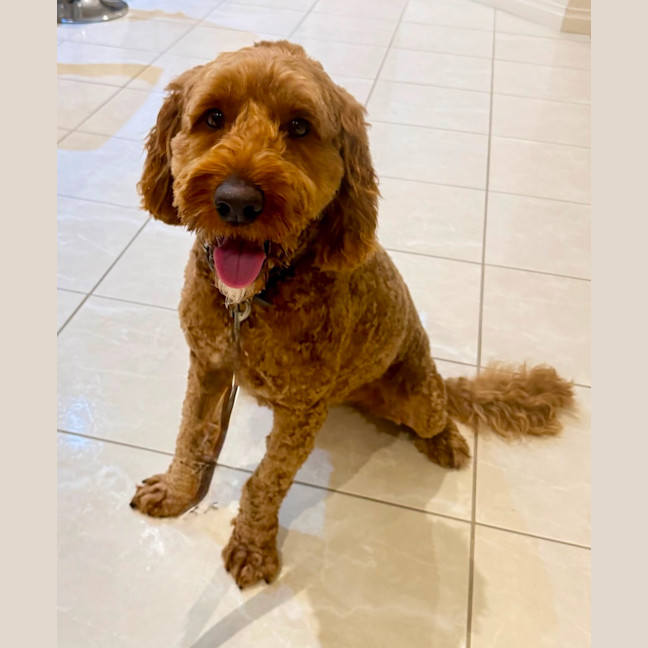 Photo of Rusty
