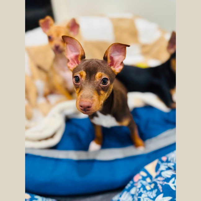 Photo of Hopper
