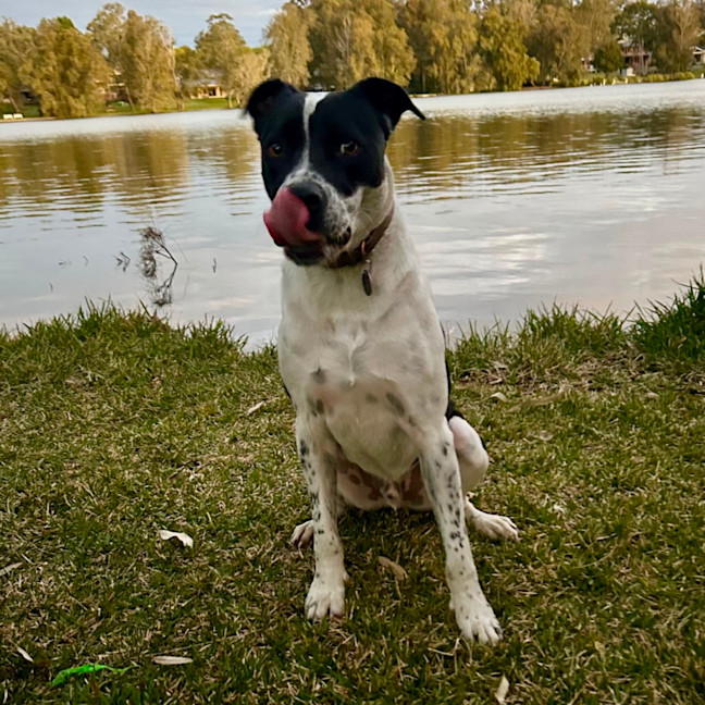 Photo of Loki   Assisted Rehome 🎾