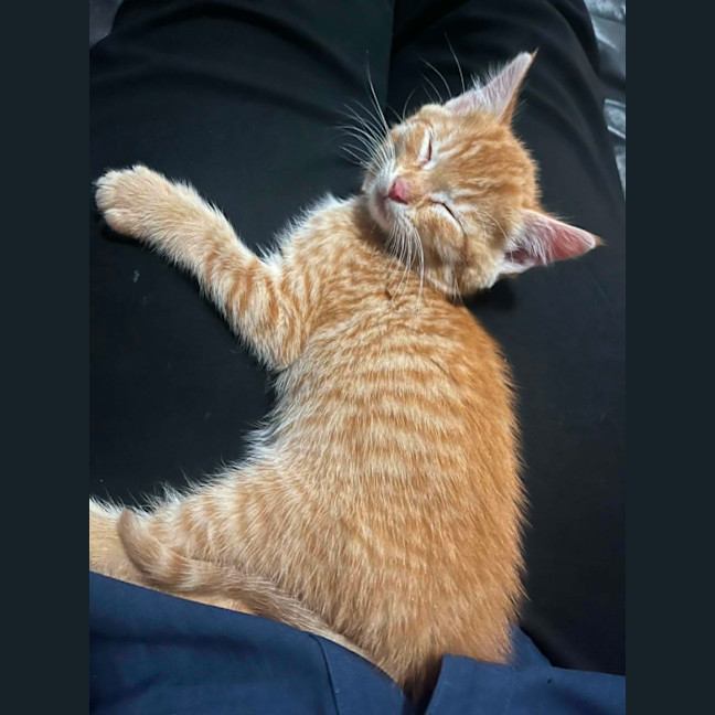 Photo of Wasabi