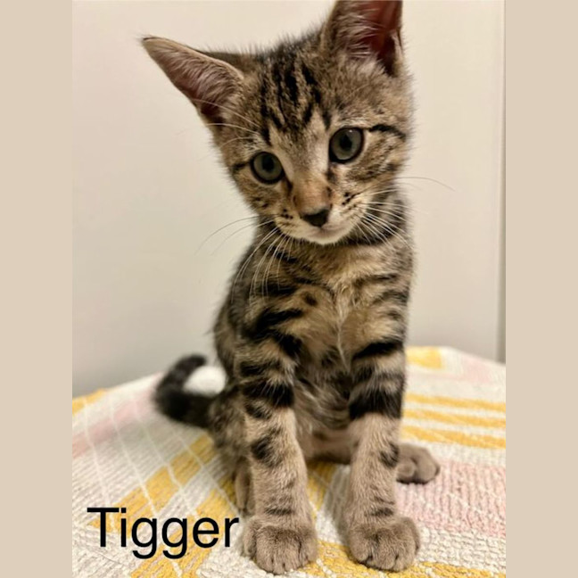 Photo of Tigger