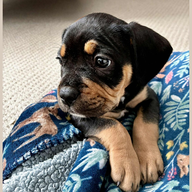 Photo of Maisy – 3 Month Old French Bulldog X