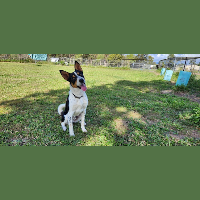 Photo of Sarge