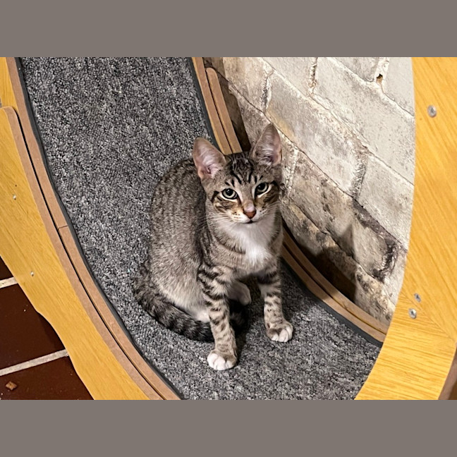 Photo of Pebbles