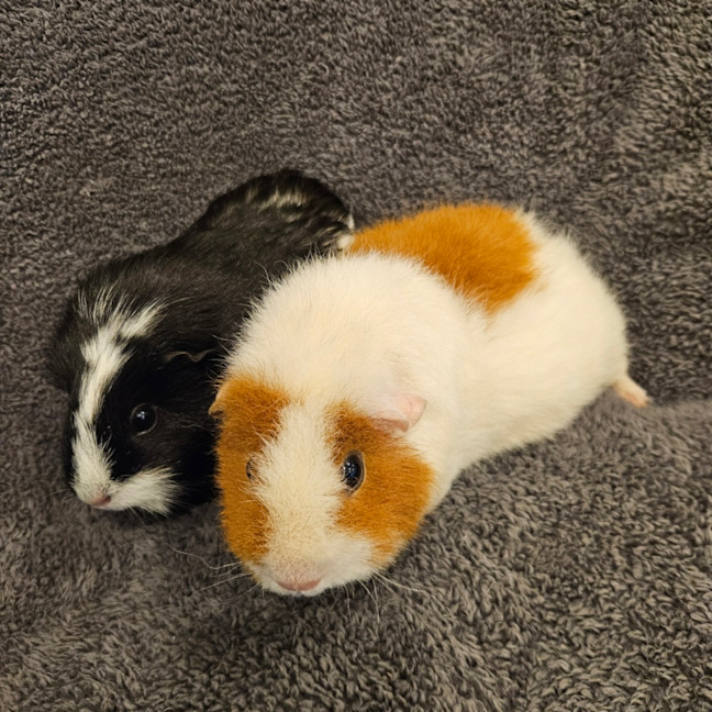 Photo of Pebbles & River