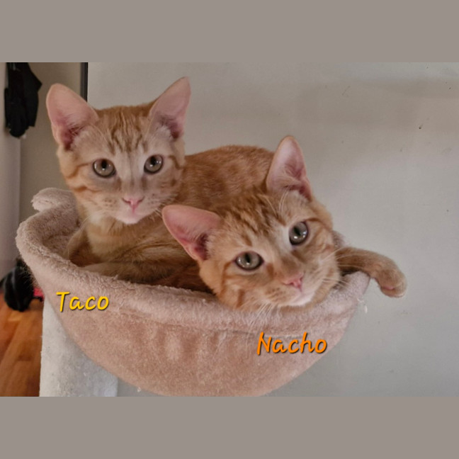 Photo of Nacho (& Taco)