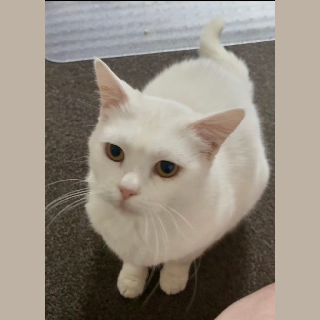 Photo of Silkie