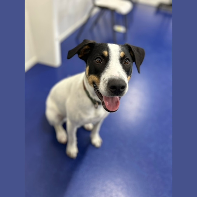 Photo of Laika