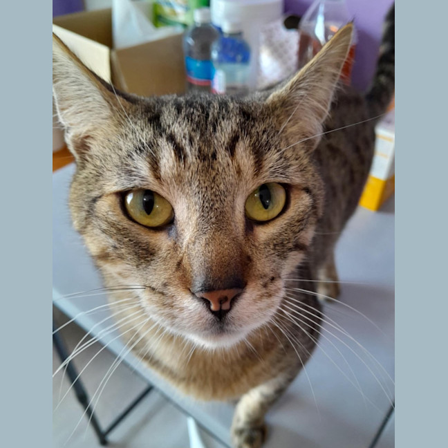Photo of Pickles   2 Year Old Domestic Shorthair