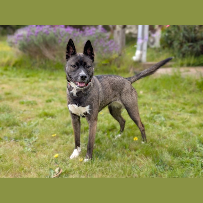 Photo of Iris 