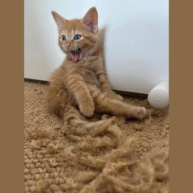 Photo of 🔶 Pumpkin 🔶