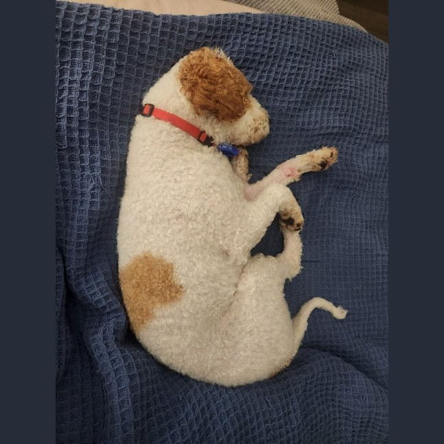 Photo of Derek   2 Year Old Mini Poodle