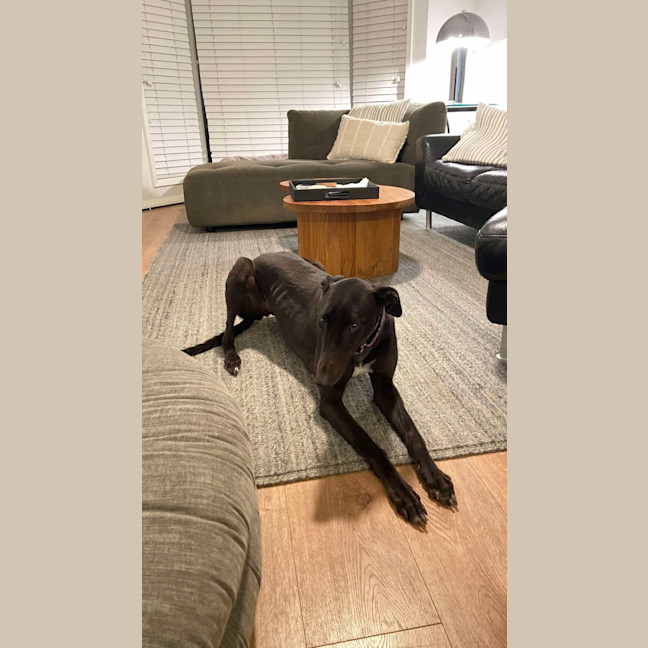 Photo of Sally, The Greyhound