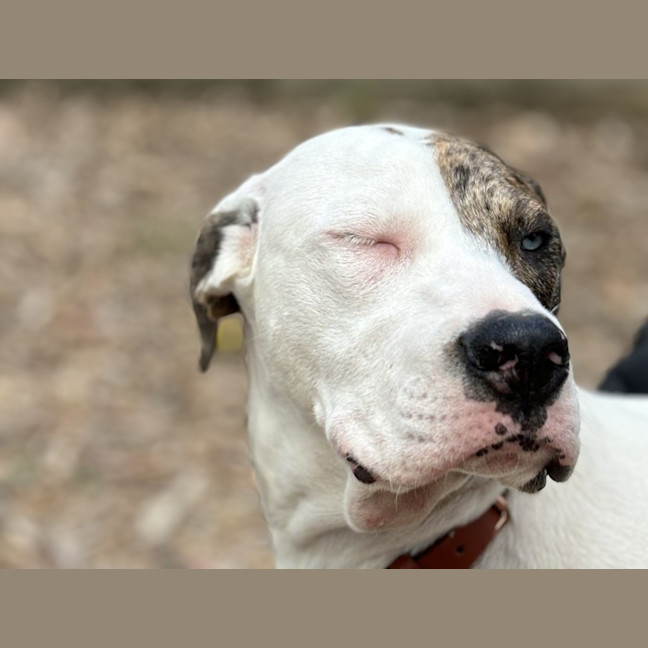 Photo of Cheetoh Puff