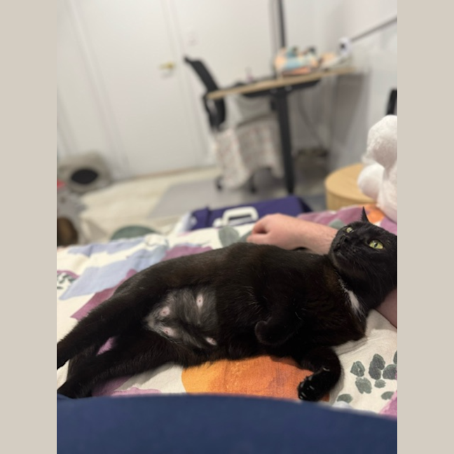 Photo of Puss Puss