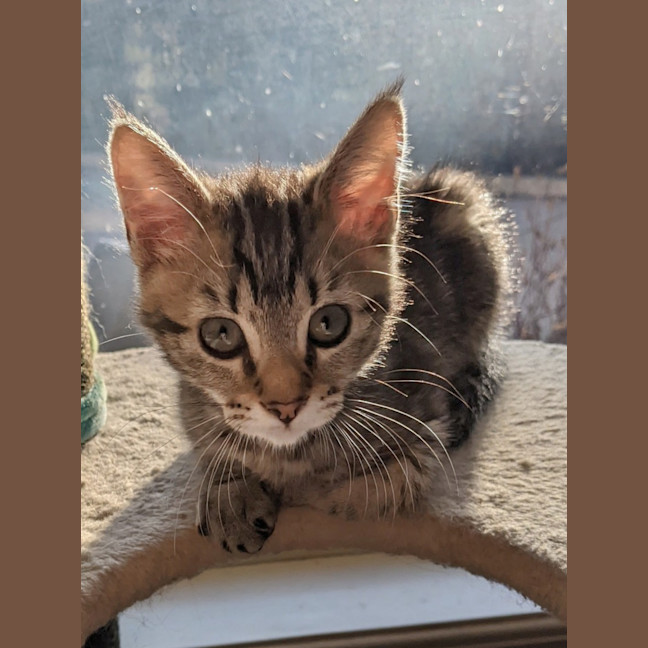 Photo of Willow
