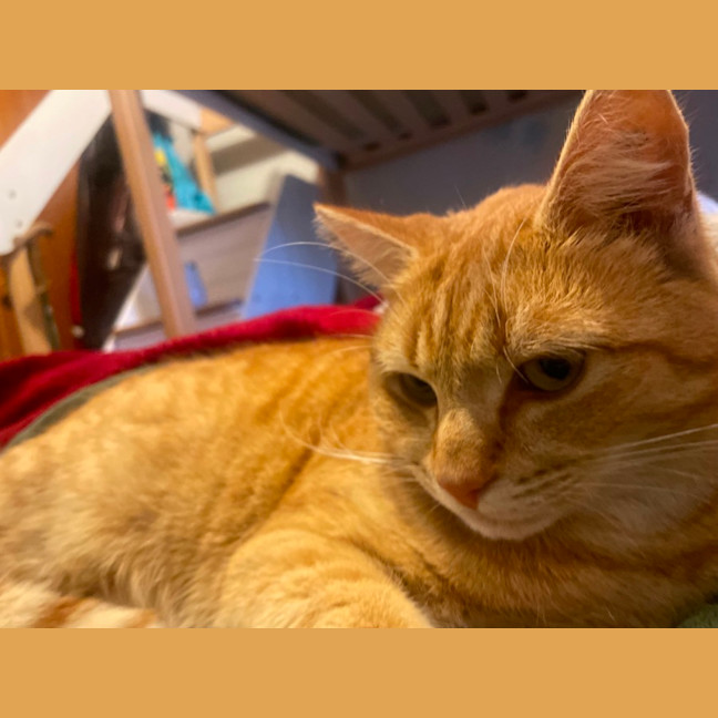 Photo of Gingerbread