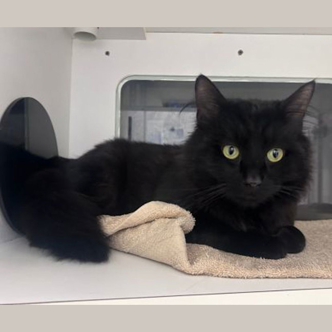 Photo of Finn