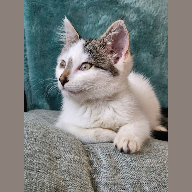 Photo of Bella