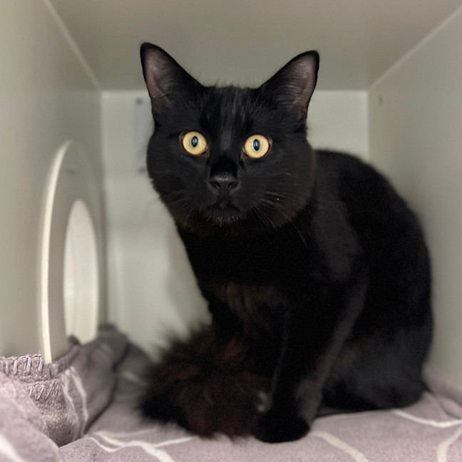 Photo of Beetlejuice