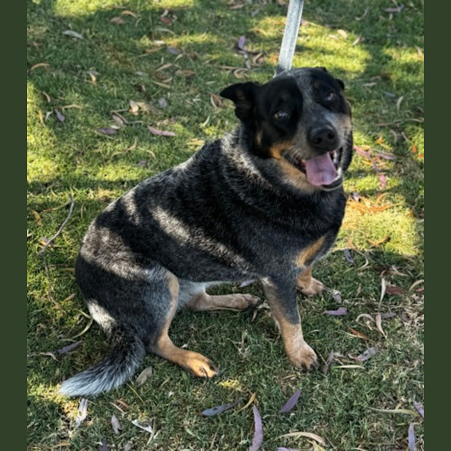 Photo of Shadow (67859)