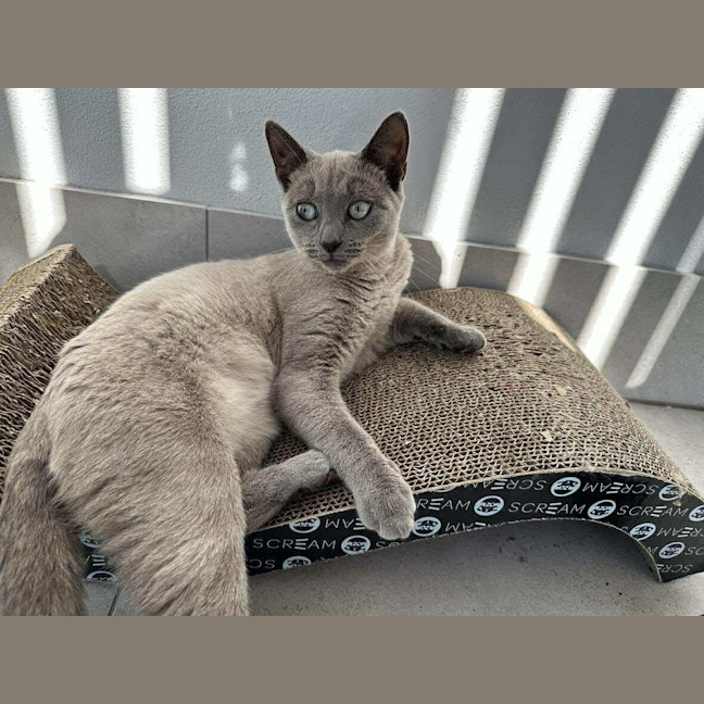 Photo of Jazzi 