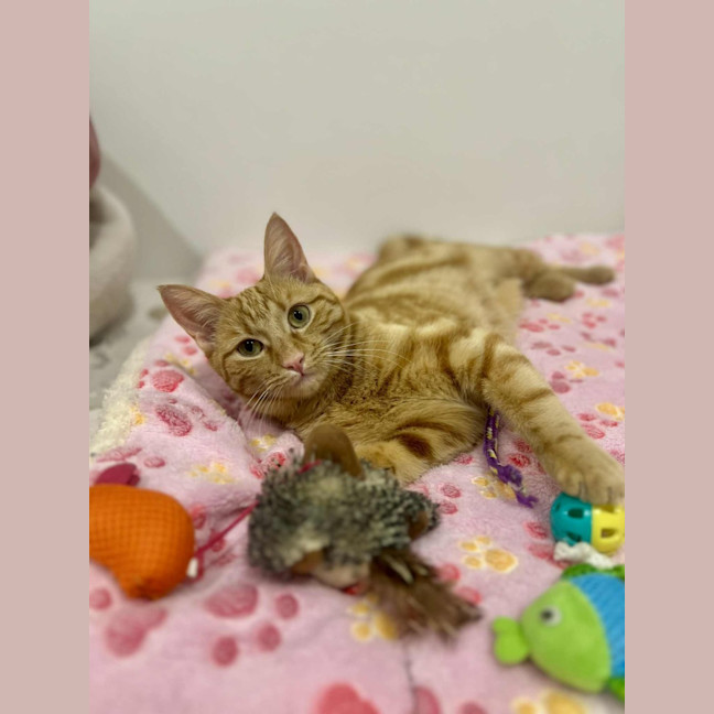 Photo of Saffron   In Foster Care In Doreen