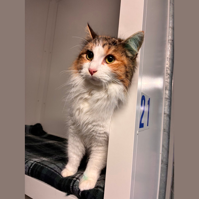 Photo of Cinnamon 