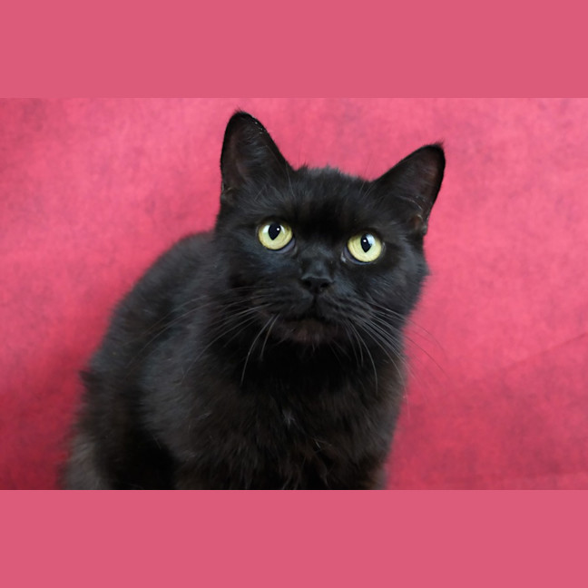 Photo of Cinder