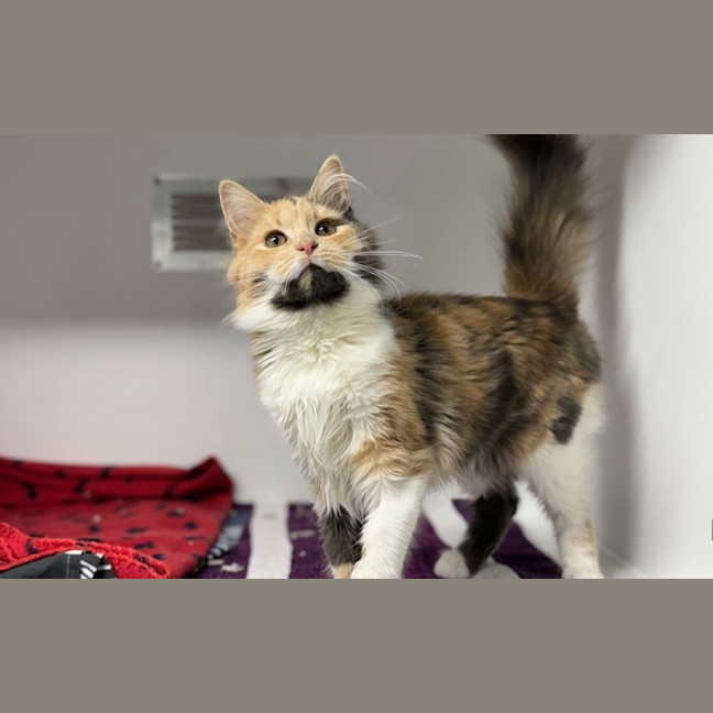 Photo of Cookie