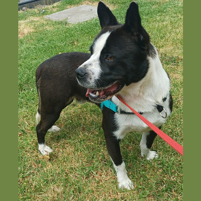 Photo of Chase