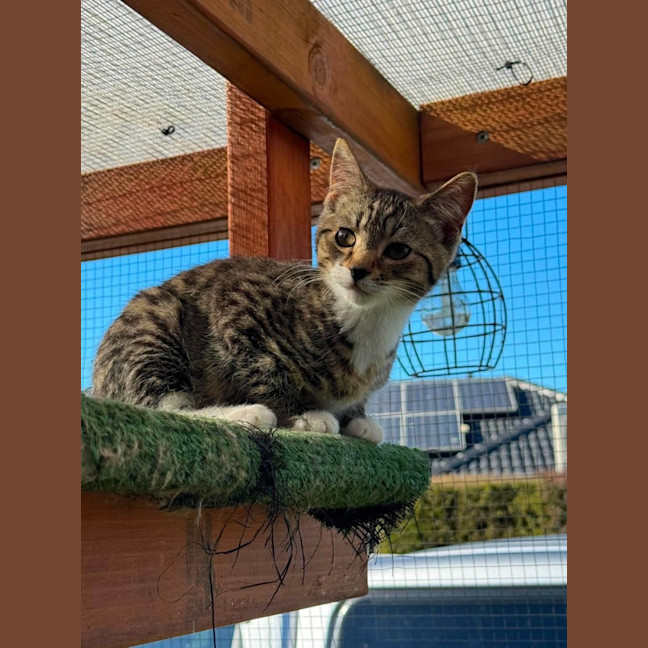 Photo of Sox