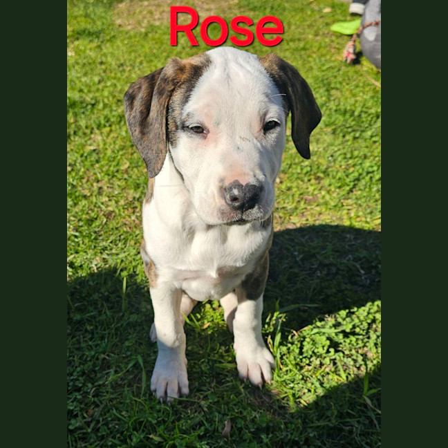 Photo of Rose
