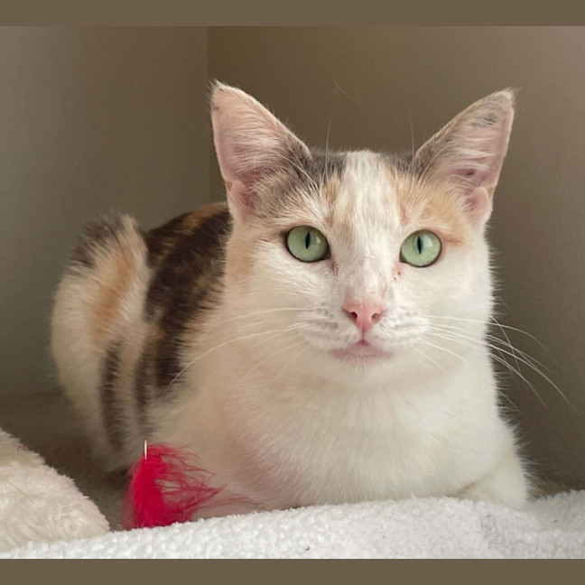 Photo of Tilly