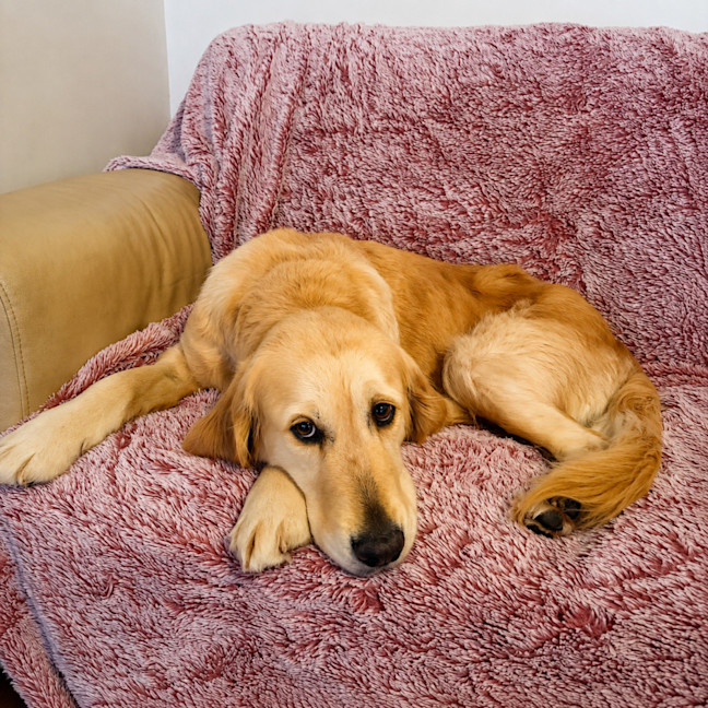 Photo of Blossom